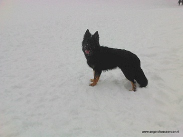 Rex in de sneeuw